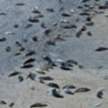 Seals Resting In A Cove At Godrevy - added 22/12/2011 by John Wright