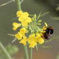 Bumble Bee - Photographed in the Cornish seaside garden of the luxury holiday cottage - By The Seashore, Trewoon Poldhu Cove Mullion Lizard Cornwall seasidecottagescornwall.co.uk - added 25/03/2012 by seasidecottagescornwall.co.uk