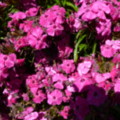 Flowers - added 31/07/2011 by Nicola