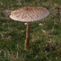 Mushroom On The Cliff Top at Predannack - added 22/12/2011 by John Wright