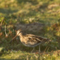 Snipe at Marazion Marsh - added 22/12/2011 by John Wright