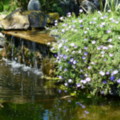 The Linked Ponds - added 31/07/2011 by Nicola