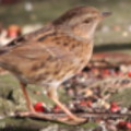 Dunnock in the seaside holiday cottage garden at Trewoon Poldhu Cove Mullion Cornwall - added 15/01/2012 by Seaside Cottages Cornwall