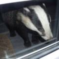 Badger - added 09/09/2013 by Glyn Redston