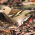 Chaffinch in the seaside holiday cottage garden at Trewoon Poldhu Cove Mullion Cornwall - added 15/01/2012 by Seaside Cottages Cornwall