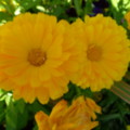 Flowers - added 31/07/2011 by Nicola