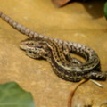 Photographed in the garden of seasidecottagescornwall.co.uk - added 30/04/2012 by Mark and Doreen