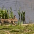 Rabbit at Marazion - added 04/07/2015 by John Wright