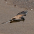 Kestrel - added 30/03/2012 by John McQuitty