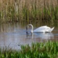 Swan at Marazion - added 04/07/2015 by John Wright