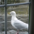 Steven the Seagull - added 15/02/2012 by Tracey & Brad